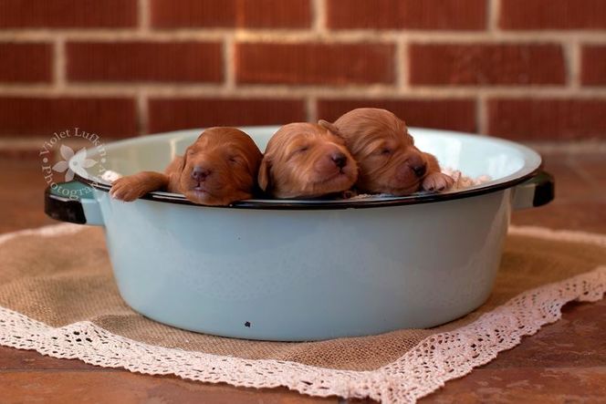pups in blue bowl