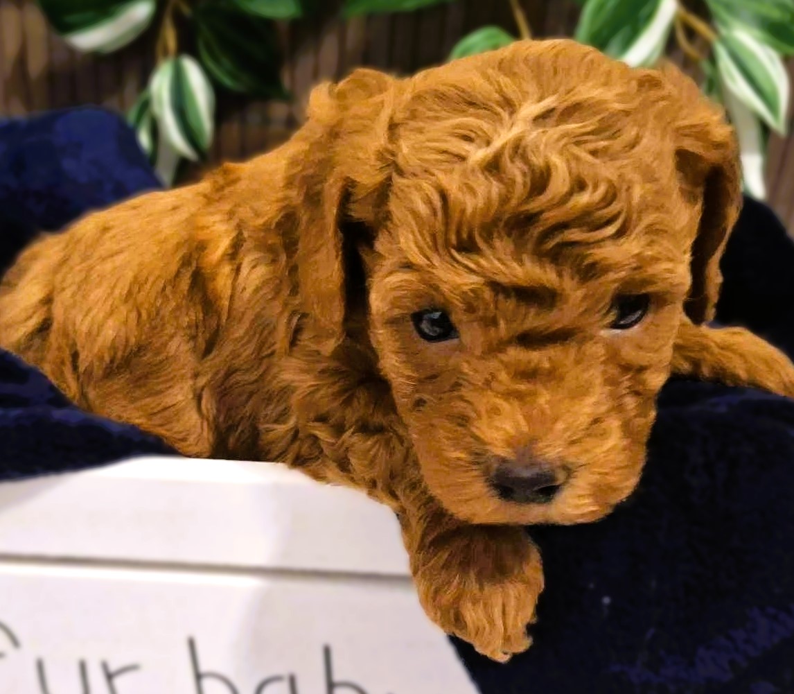 Mini Puddle Roux Available Puppies - Abi Doodles